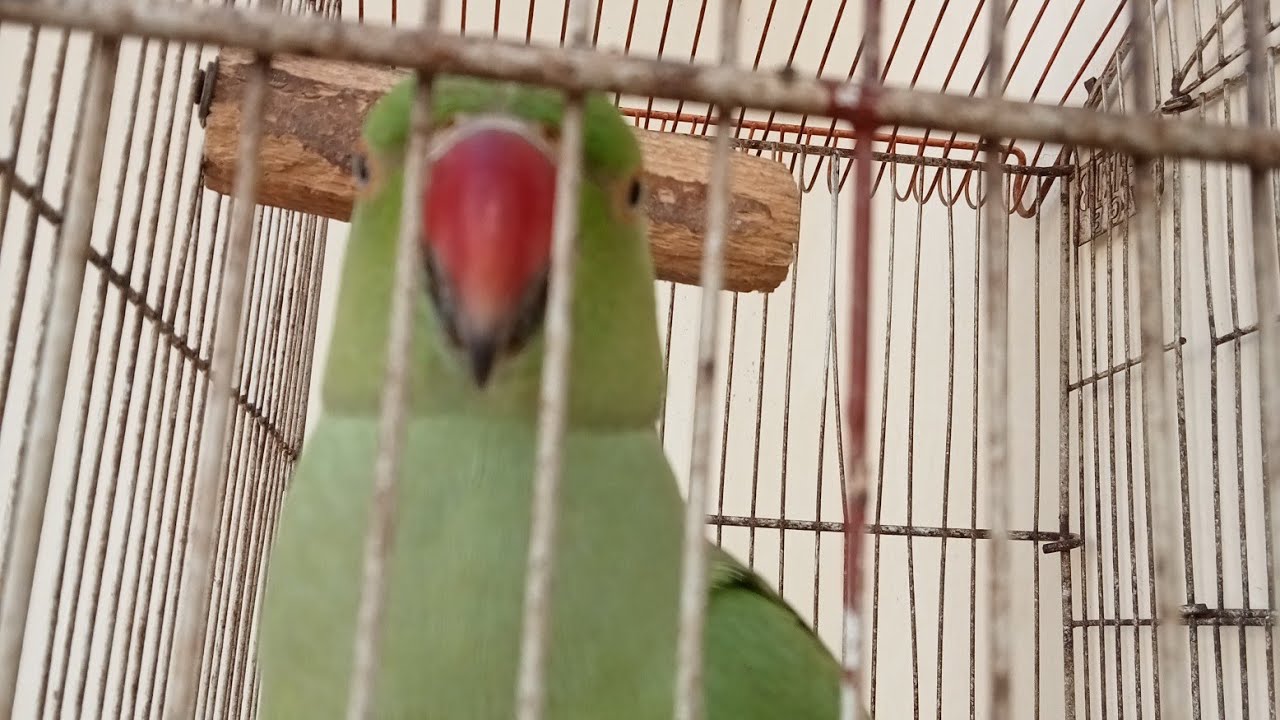 Abdullah parrot mitthu ki awaaz live video