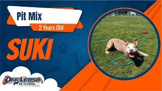 2yr Pit Mix (Suki) | Best Philadelphia Dog Trainers | Off Leash K9 Training Philadelphia