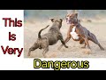 Top 5 Dangerous Dogs in the world in 2020