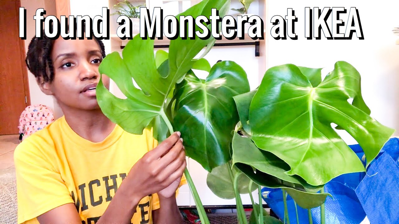House Plant Shopping at IKEA + HAUL| I Found a monstera deliciosa! || IKEA  KAISERSLAUTERN, GERMANY