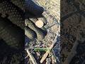 Коли хліб дорожче грошей #metaldetecting #nature #знахідки #копвпосадке #metaldetector #копатели