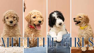 Meet the Girls Ruby x Oreo Litter AKC Standard Poodle Puppies
