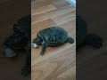 Маленькая ОБЖОРА Красноухая черепаха 🐢🐢🐢