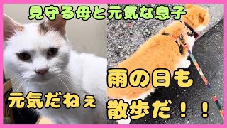 ペタ君コンちゃんの日常です　#そば処大むら  #リアル招き猫  #cat  #ねこ  #猫