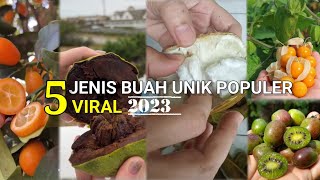5 MOST POPULAR TYPES OF UNIQUE FRUIT IN MEDSOS