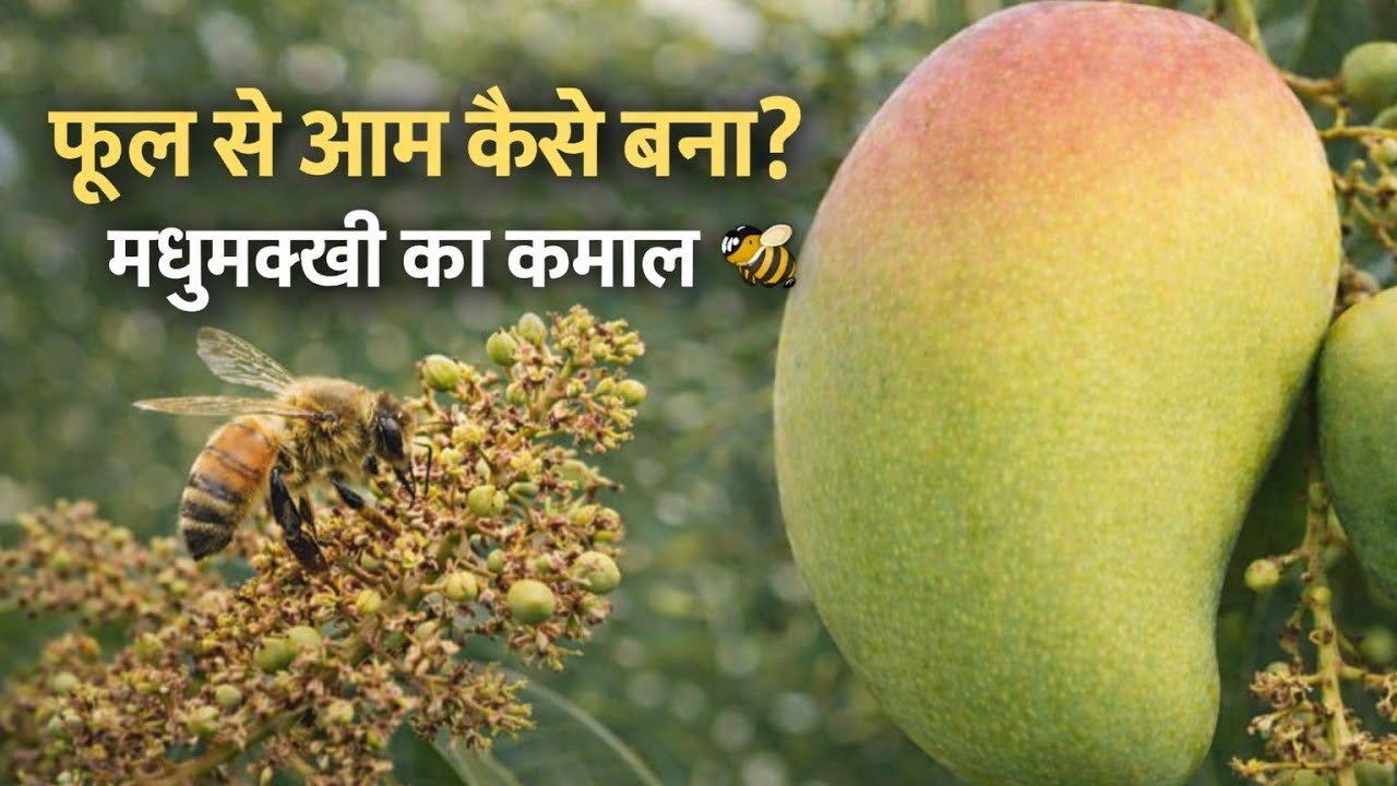 Aam ke ped par bumper fruit set 😍 फूल से आम कैसे बना?मधुमक्खी का कमाल 🐝