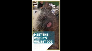 Meet the world’s ugliest dog 🐾 🐕