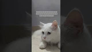 hey siri !!! #youtube #cat #persian #kitten #funny #viral #cute #catvideos #catshorts #mycat 🤍🩷🤍