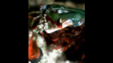 High speed footage of mantis shrimp strike