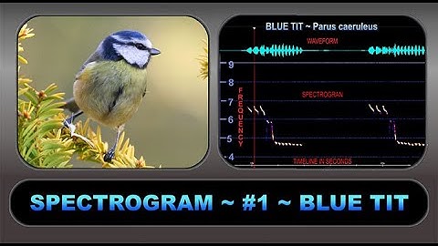 SPECTROGRAM #1 BLUE TIT – An aid to understanding and visualising birdsong