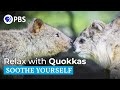 Relax with a Family of Quokkas