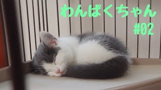 わんぱくちゃん(仮) ＃02