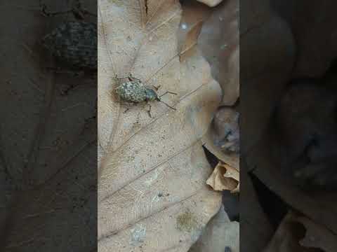 A Clay-coloured Weevil (probably) walking ponderously over a leaf