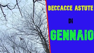 CACCIA ALLA BECCACCIA 202324/BECCACCE ASTUTE DI GENNAIO