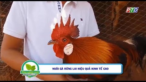 Lãi tiền triệu nhờ mô hình nuôi gà rừng lai