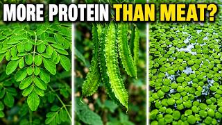 10 HIGH-PROTEIN Plants to Build MUSCLES Fast