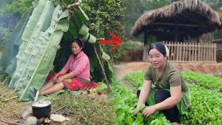Download Lagu Growing Wild Vegetables Changed a Single Mother’s Life - Ly Tieu Mila MP3