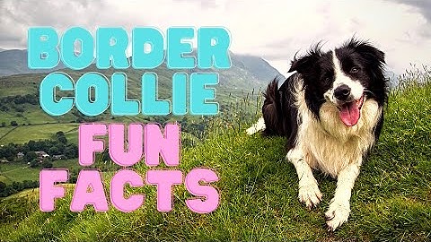 6 FUN FACTS About The Border Collie (BORDER COLLIES 101)