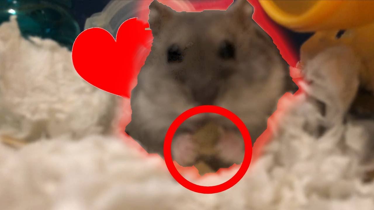 3D Printed Automatic Hamster Feeder HowTo YouTube