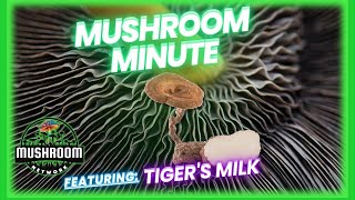 Tiger’s Milk Mushroom - Mushroom Minute - The 🍄 Mushroom Network #-TigersMilk #mycology #mushrooms