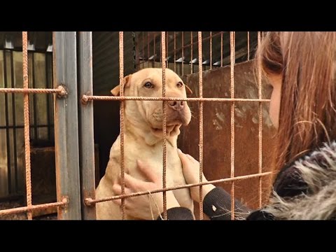 Videó: 10 általános Mítosz Az állatok Menhelyeiről