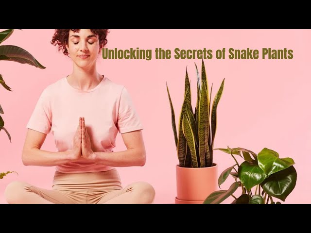 Snake Plant Meaning, Symbolism, Spiritual Significance & Benefits - YouTube