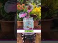 5 magical water can save your money. #tips #garden #gardening