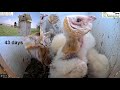 Barn owls and pigeons: Barn owl nestlings from 25 days old to when they leave the nest