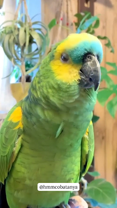 Amazon Parrot - Burung yang bisa berbicara  #facts #amazingfacts #animals #birds  #funny