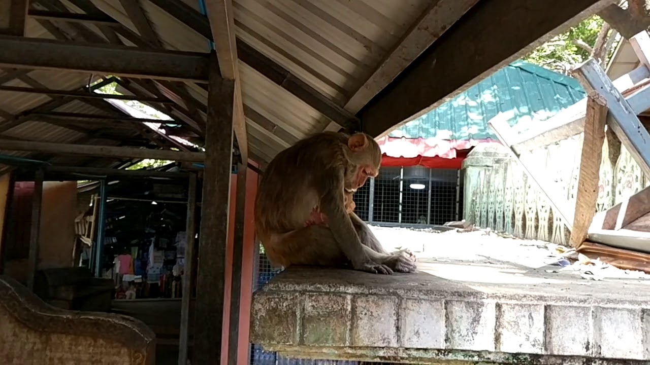 Mama and Baby Monkey on Mt. Popa in Burma