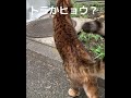 トラか?ヒョウか?でも人懐っこい。買いたいが、