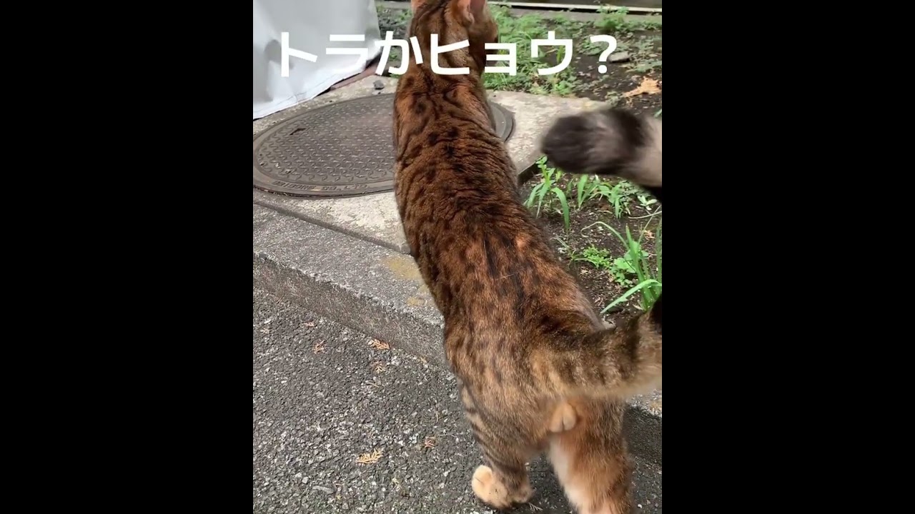 トラか?ヒョウか?でも人懐っこい。買いたいが、