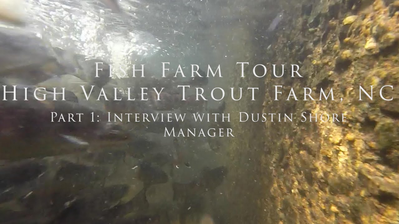 Fish Farm Tour High Valley Trout Farm, NC Part 1 Interview YouTube
