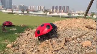 DIY Intelligent Ladybug Robot