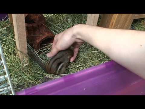 Baby Chipmunk Pet