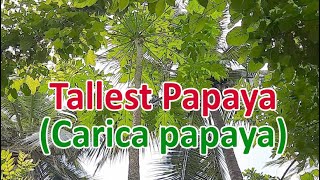 Tallest Papaya tree (Carica papaya) | Tallest Tree in Caricaceae family