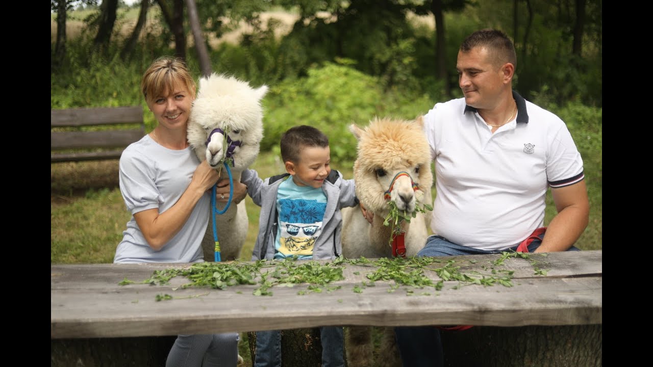 Ludzie, którzy hodują alpaki
