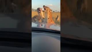 This Zebra Thought It Was Over Fate Had Other Plans