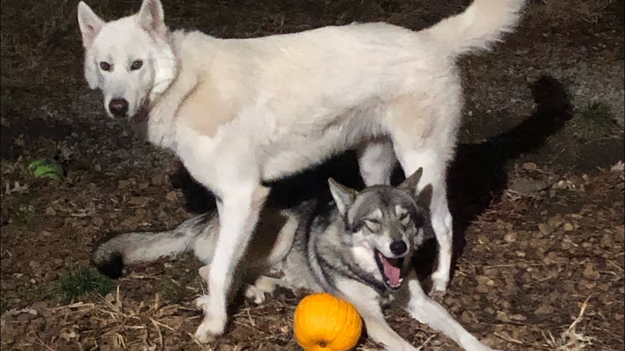 Feeding wolves carrots.🤷🏼‍♂️🐺😂 