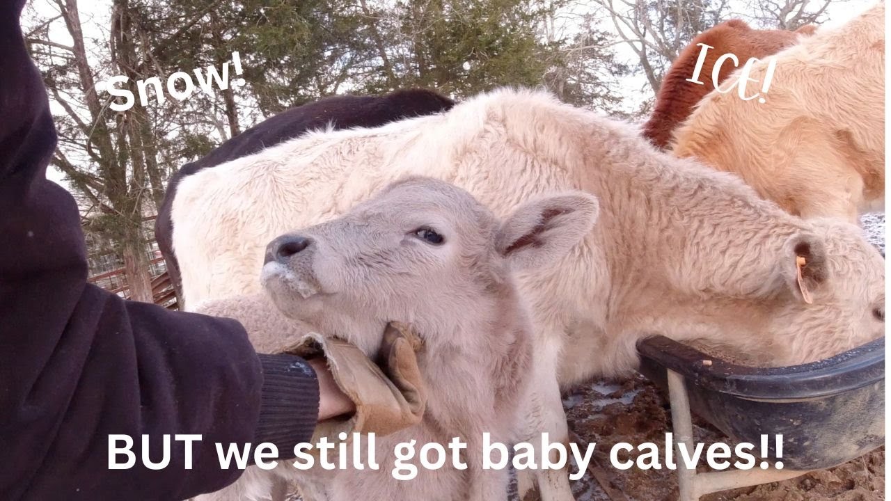 Snow!  Ice! Severe Cold!  BUT we still got baby calves!