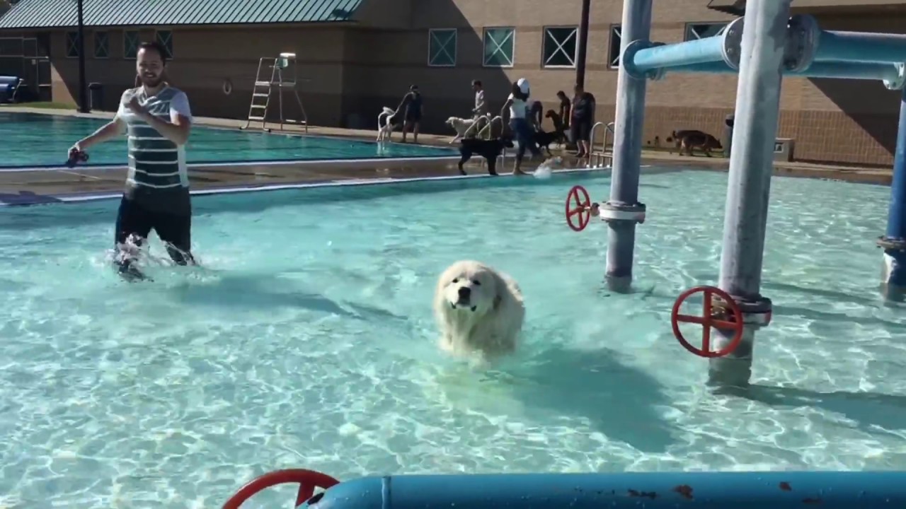 pyrenean mountain dog characteristics Panama's Day at the Pool (Great Pyreenees dog swimming)