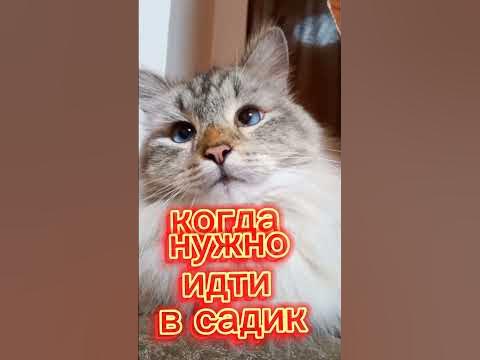 Удивительные животные !!!! - YouTube