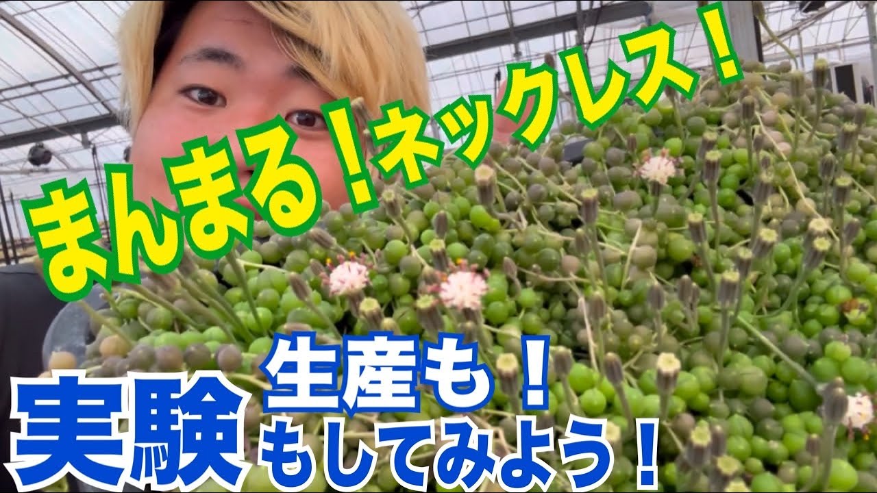 まんまる🟢ネックレス✨実験も生産もしよう‼️【多肉植物】【ガーデニング】2026年1月16日