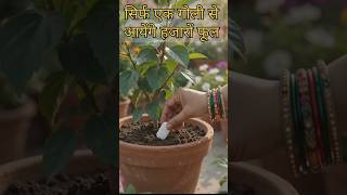 sirf ek Goli se aaenge hajaron phool #mehawonderfulgarden #shorts
