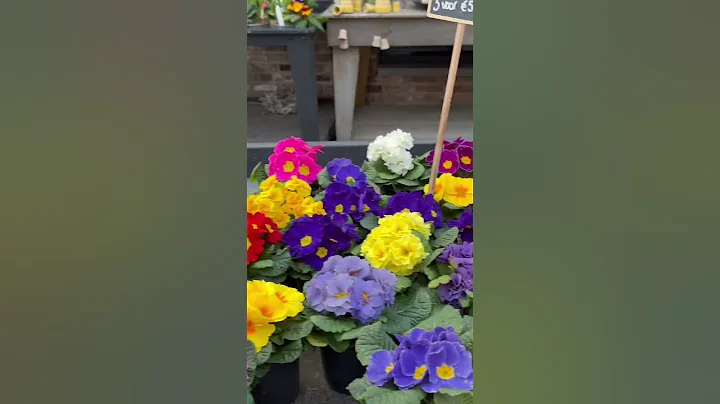 Spring Blooms !🌹 🌺 🌸 #ytshorts #flowers - DayDayNews