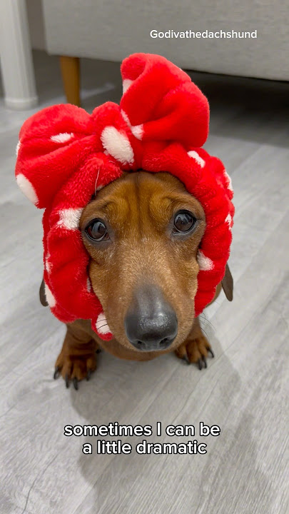 It's hard to believe #dog #dogs