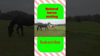 Stallion & Mare Courtship – The First Steps of Horse Mating #EquineWorld #HorseMating#BreedingSeason