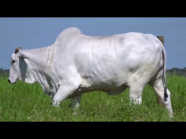 Lote 38   Leilão Terra Boa