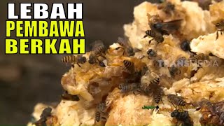 LEBAH PEMBAWA BERKAH | JEJAK PETUALANG