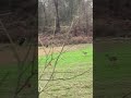 Golden Eagle Attempts to Catch Fawn in Open Field - 1454006